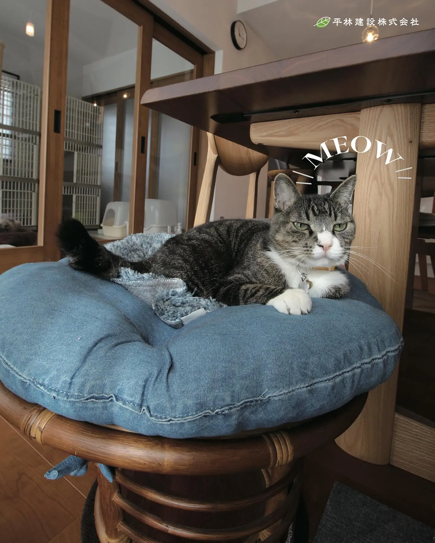 今回は、LDKから見守る猫と共に暮らす家